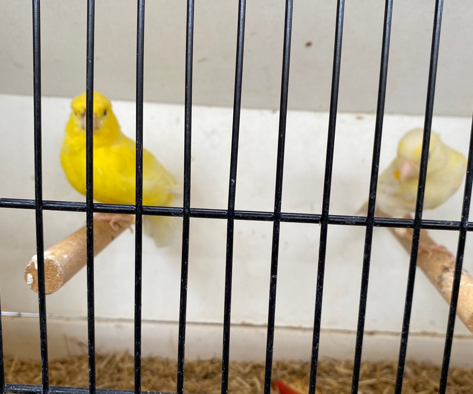 2 Canaris, Animaux & Accessoires, Mâle