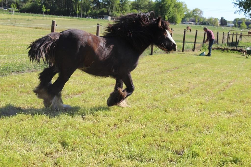 Irish cob tinker, Dieren en Toebehoren, Paarden, Merrie, Recreatiepaard, Met stamboom, 0 tot 2 jaar