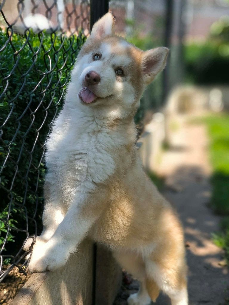 De beaux chiots husky recherchent des propriétaires !, Maladie de Carré (chiens), Autres races, Plusieurs, Belgique