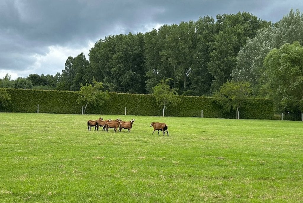 Barbados Blackbelly schapen te koop, Dieren en Toebehoren, Mannelijk, Schaap