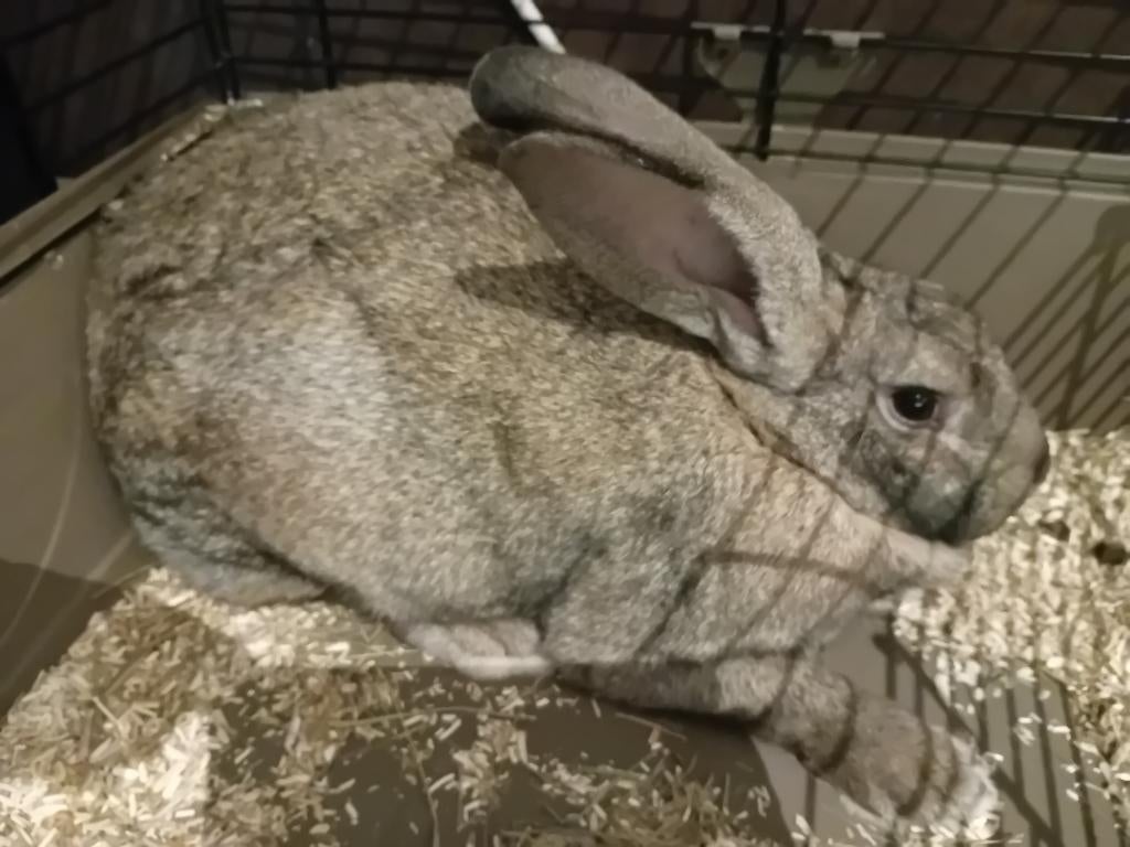 Vlaamse reus, Dieren en Toebehoren, Konijnen, Mannelijk, Groot, 0 tot 2 jaar