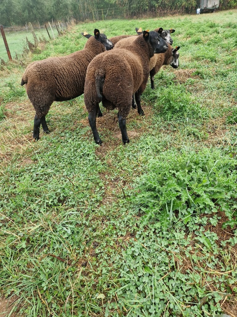 Schapen, Dieren en Toebehoren, Schapen, Geiten en Varkens, Meerdere dieren, Schaap, 0 tot 2 jaar