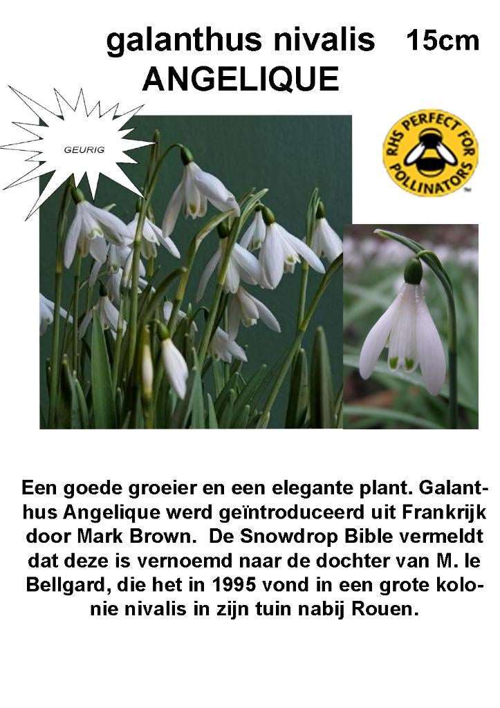 galanthus Sneeuwklokjes  nieuw, Tuin en Terras, Ophalen of Verzenden, Voorjaar, Halfschaduw, Bloembol