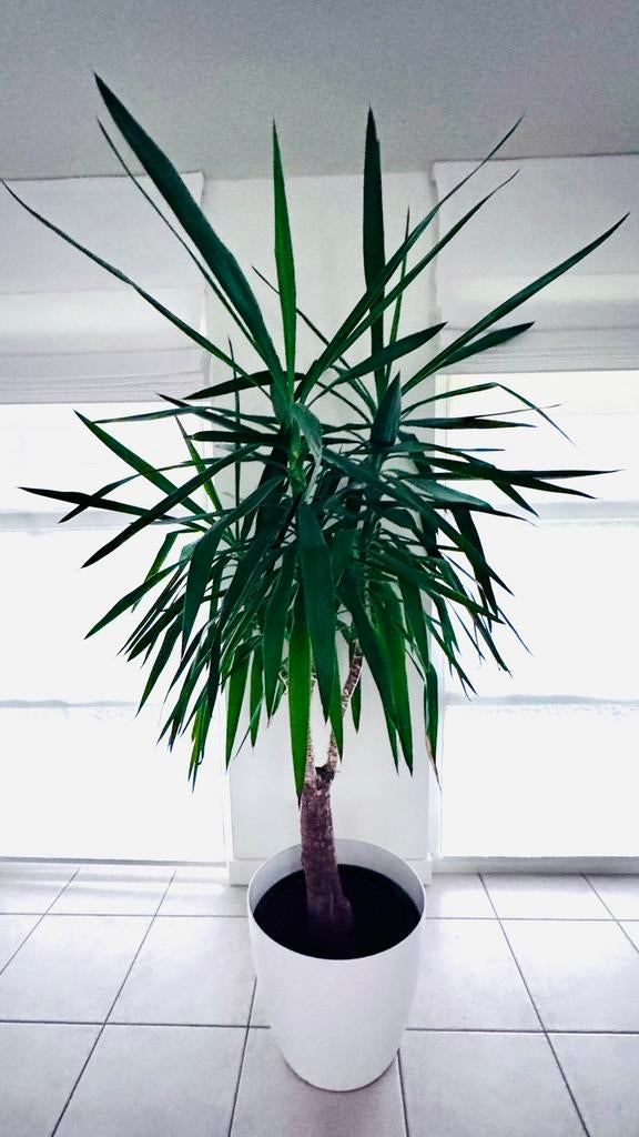 Yucca kamerplant, Huis en Inrichting, Kamerplanten, Ophalen, Volledige schaduw, In pot, Yucca
