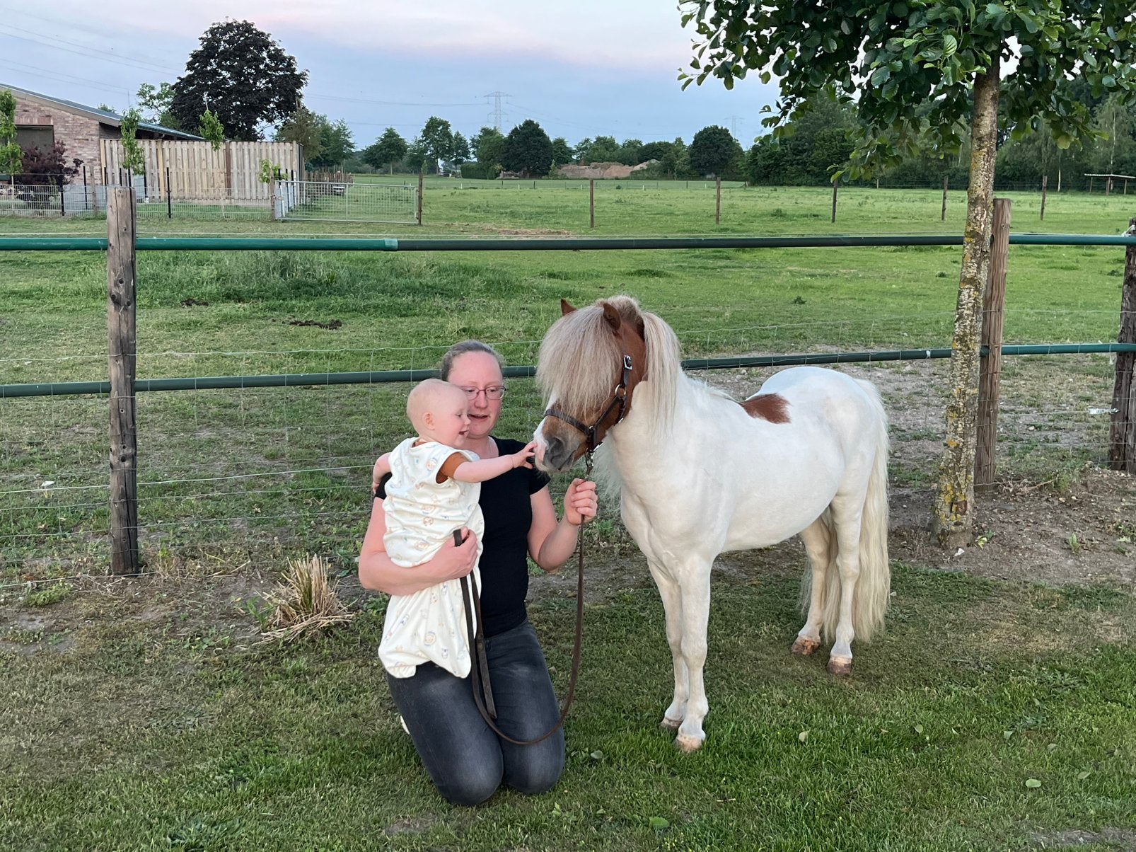 splash vos tobiano hengst met twee blauwe ogen, Hengst, A pony (tot 1.17m), Met stamboom, 7 tot 10 jaar