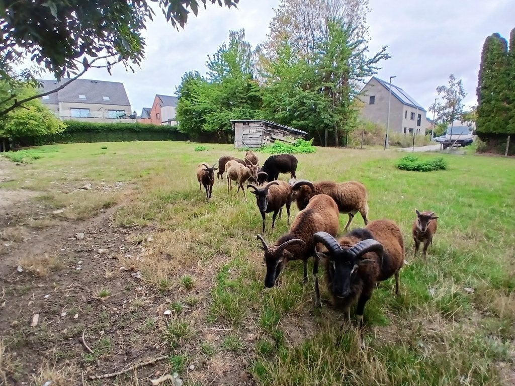 Soay schapen, Dieren en Toebehoren, Meerdere dieren, Schaap, 3 tot 5 jaar