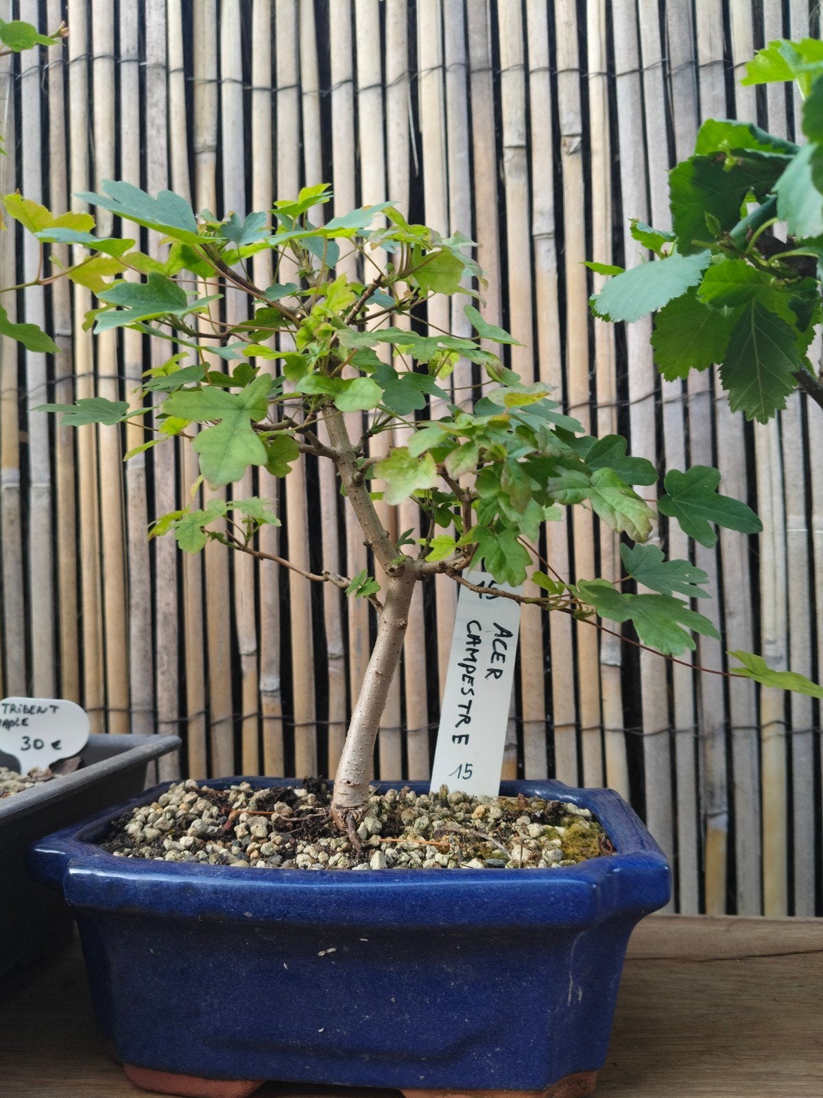 Acer campestre bonsai, Ophalen