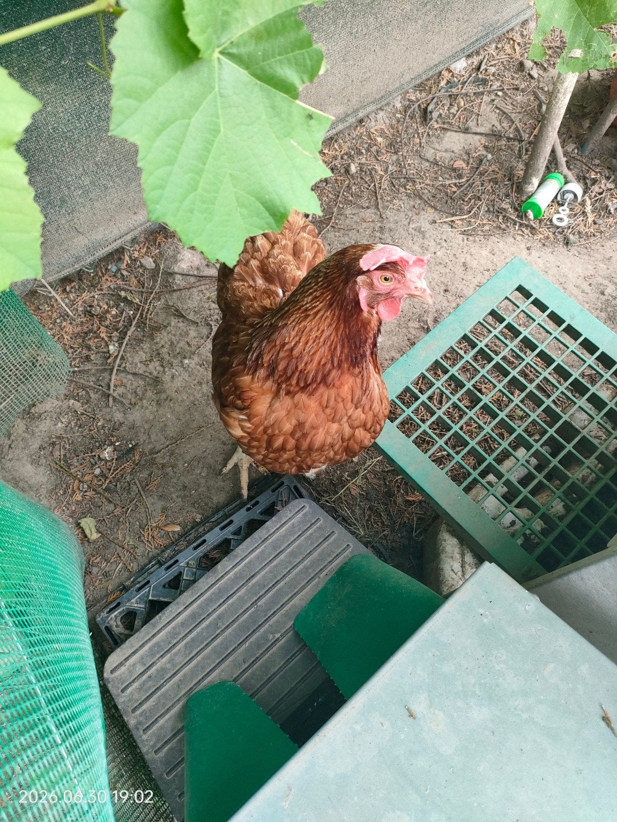 Legkip, Dieren en Toebehoren, Pluimvee