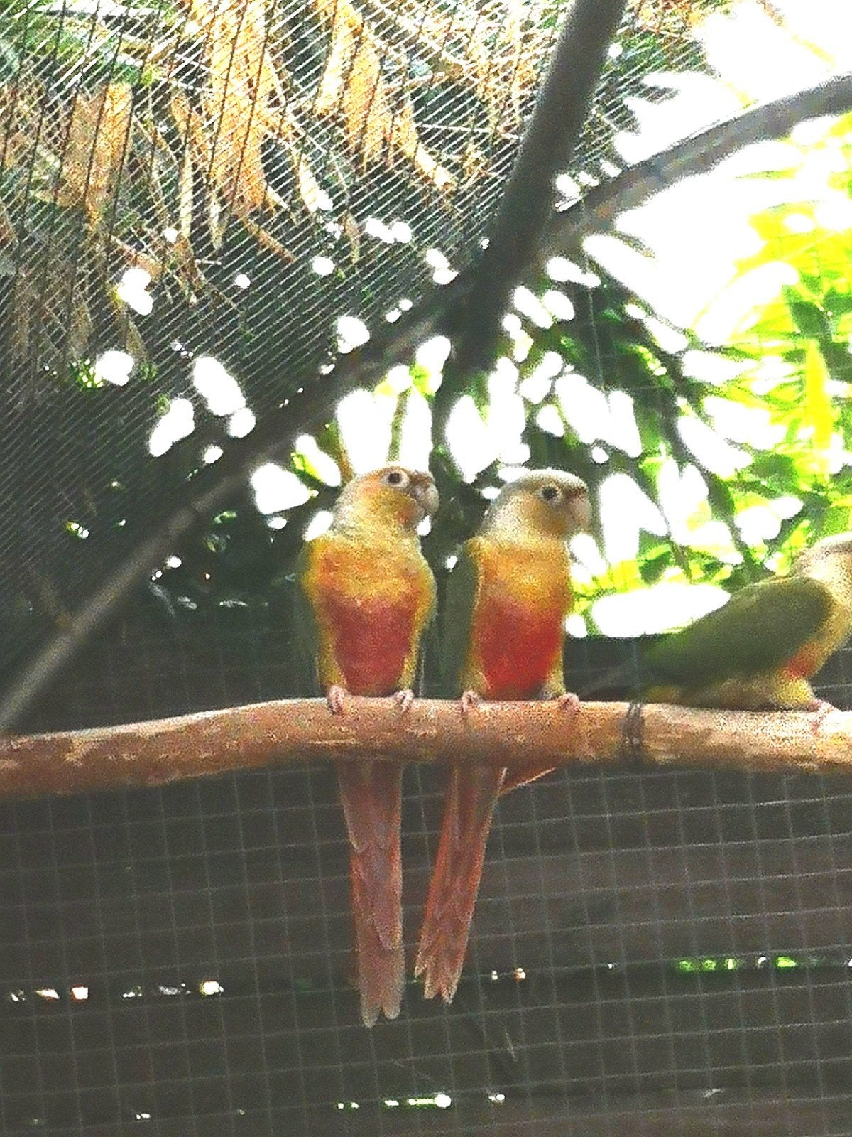 couples conure epp et femelle 2026, Femelle