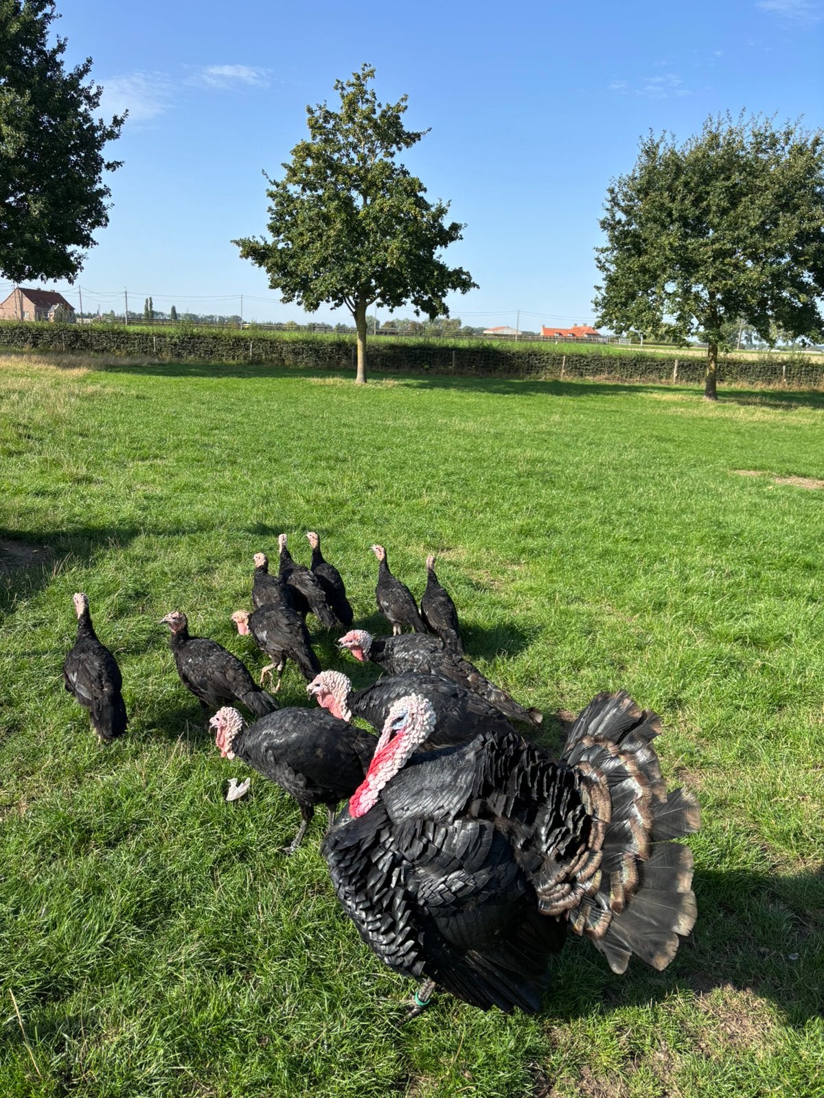 Jonge bende zuivere Gers kalkoenen, Dieren en Toebehoren