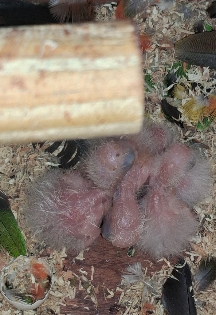 Te reserveren zwartkop caique's, Dieren en Toebehoren, Vogels | Parkieten en Papegaaien, Geslacht onbekend, Parkiet, Geringd