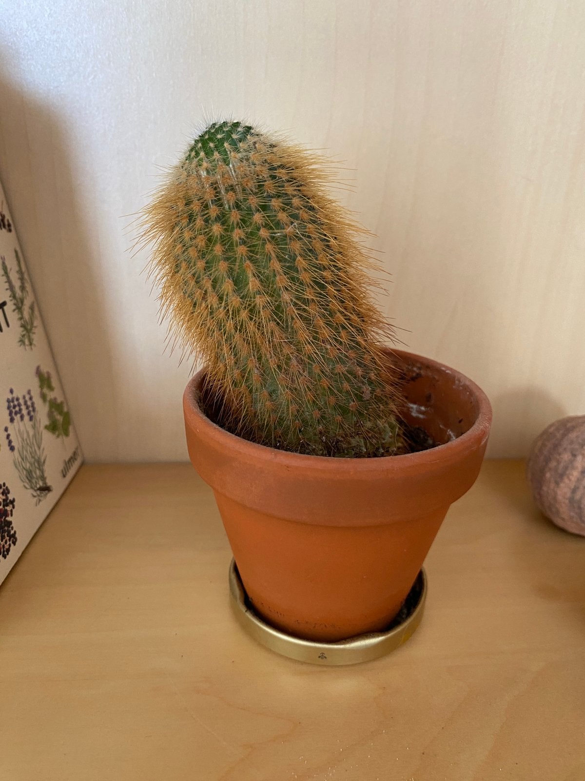 Cactus, Enlèvement, Cactus