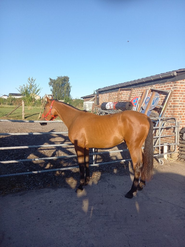 Hongre, Animaux & Accessoires, Débourré, 160 à 165 cm, 0 à 2 ans, Cheval de récréation