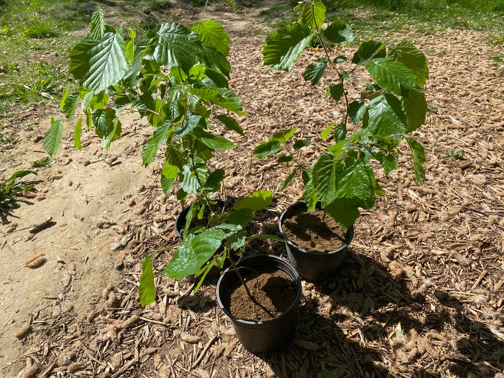 Jonge hazelaars - Corylus avellana, Tuin en Terras, Planten | Bomen, Halfschaduw, Overige soorten, Lente, Minder dan 100 cm