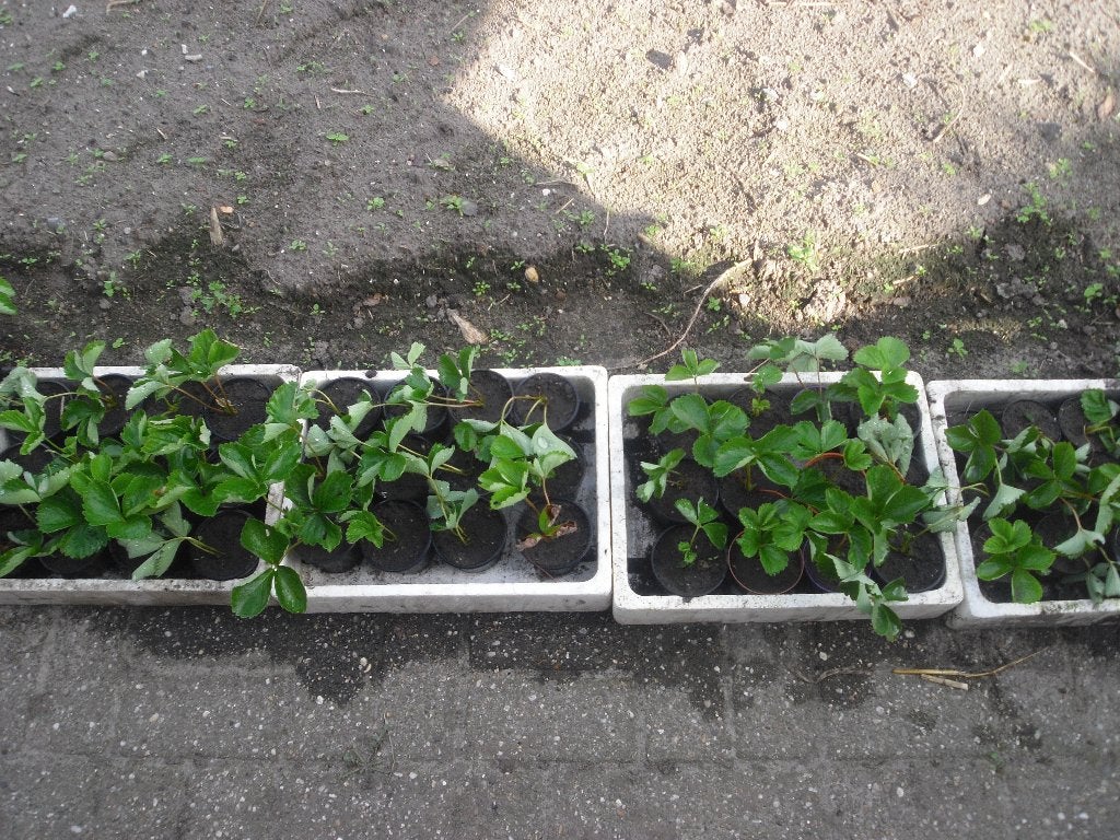 aardbeien planten, Volle zon, Eenjarig, Zomer, Ophalen