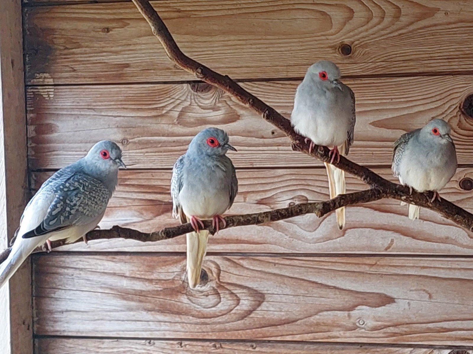 Diamantduifjes, Animaux & Accessoires
