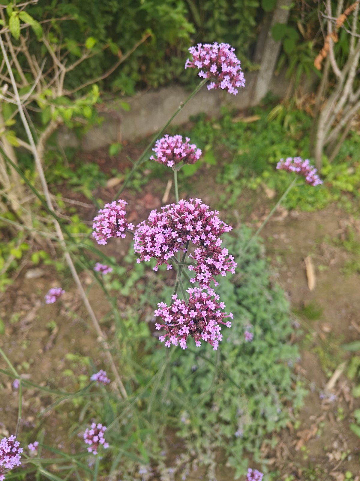 verbena (ijzerhart), Jardin & Terrasse, Bulbes & Semences, Enlèvement ou Envoi