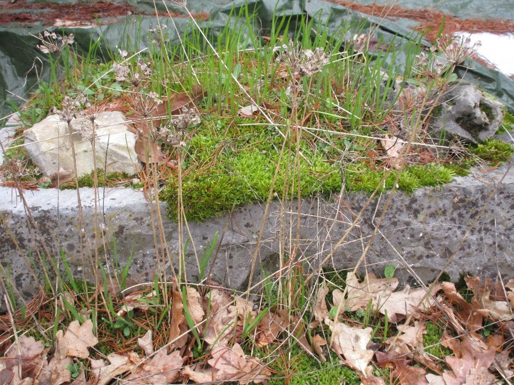 BACS DE JARDIN en pierre bleue, Jardin & Terrasse, Enlèvement, Comme neuf