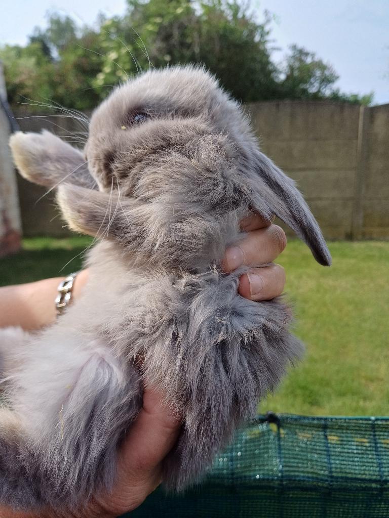 Mooie franse hangoor ram, Dieren en Toebehoren, Konijnen, Mannelijk, Groot, Hangoor, 0 tot 2 jaar