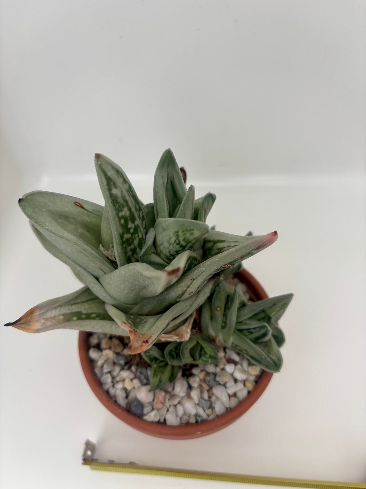 Rare hybride Gasterialoe variegata, Maison & Meubles, Plante succulente, En pot, Enlèvement ou Envoi, Moins de 100 cm