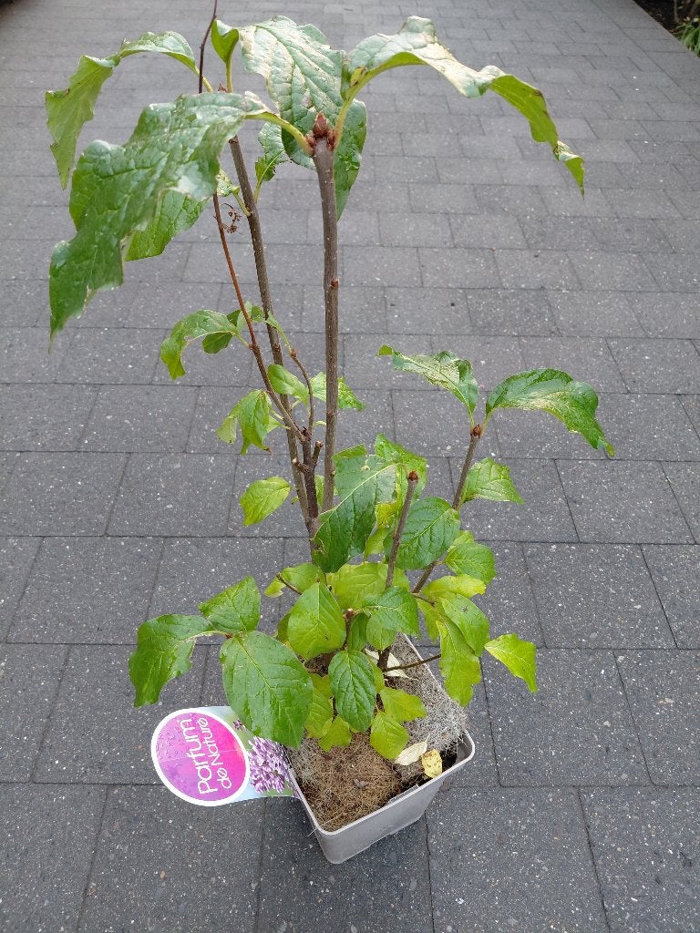 Syringa  Vulgaris, Ophalen