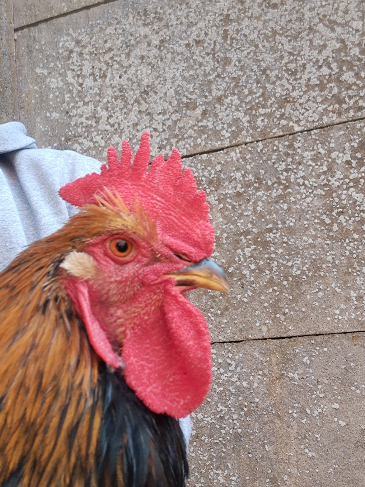 brahma Groothoender hanen, Mâle, Poule ou poulet