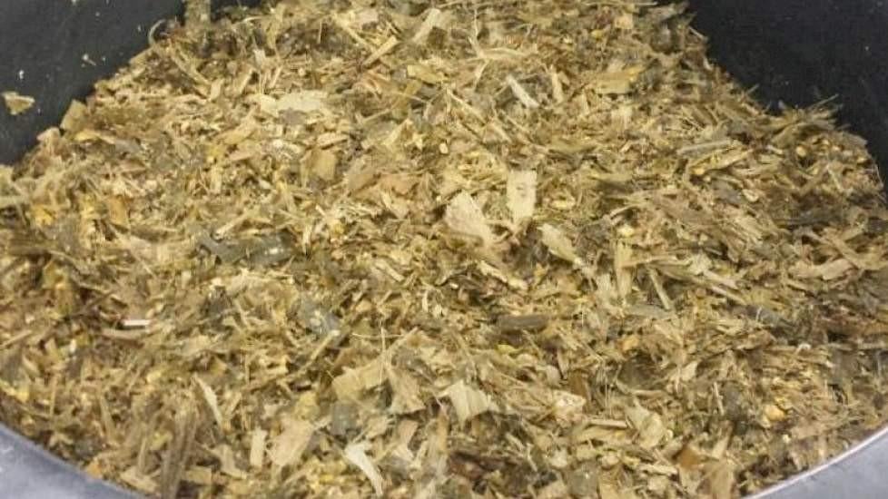 Ensilage de maïs, Animaux & Accessoires