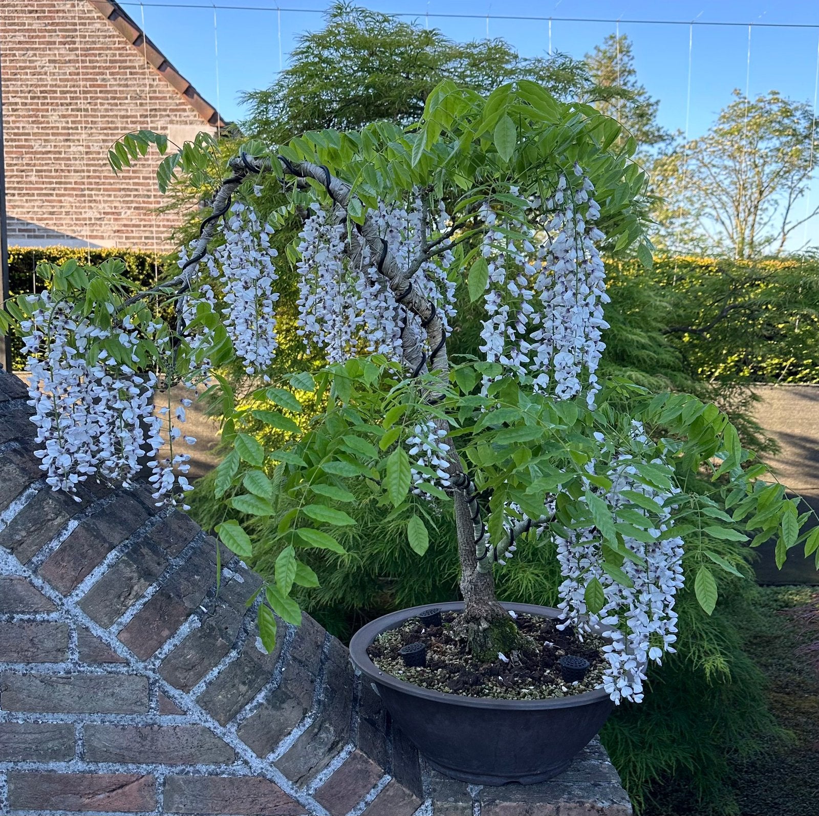 Bonsai wisteria, Enlèvement