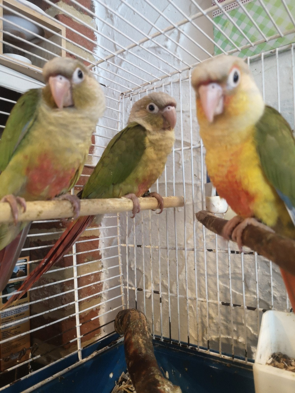 Conure eam femelle 2026, Dieren en Toebehoren, Vogels | Parkieten en Papegaaien, Vrouwelijk