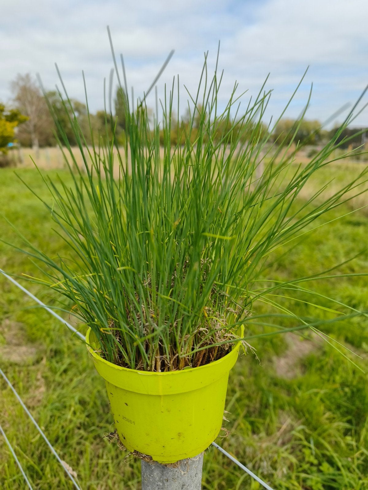 Bieslook, Tuin en Terras, Ophalen
