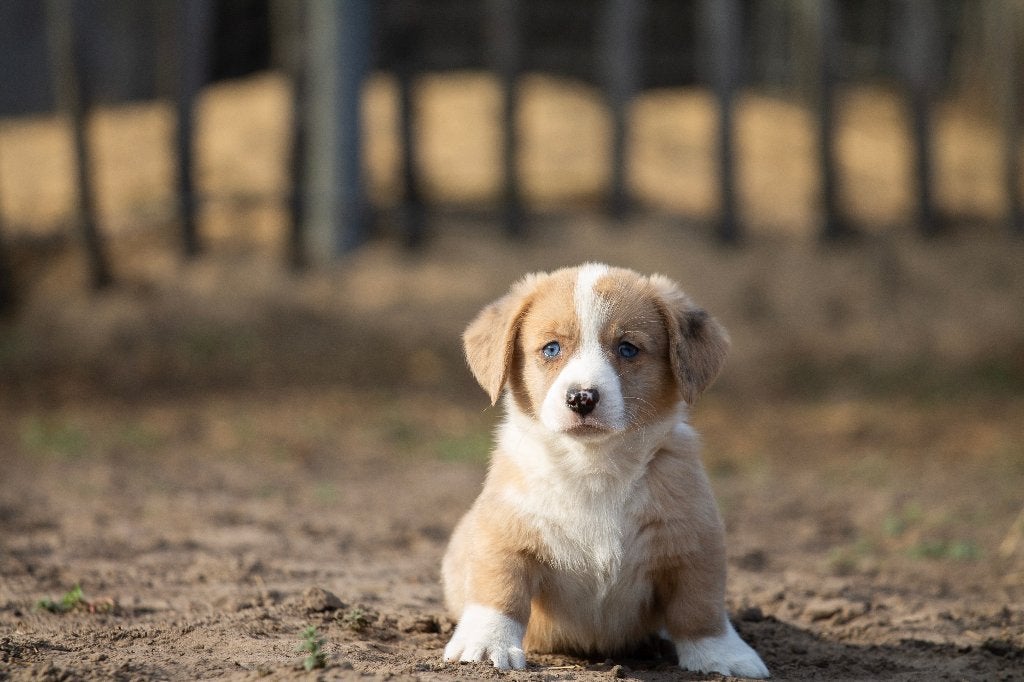 Prachtige welsh corgi pups, Dieren en Toebehoren, Honden | Herdershonden en Veedrijvers, België, Fokker | Hobbymatig, Overige rassen