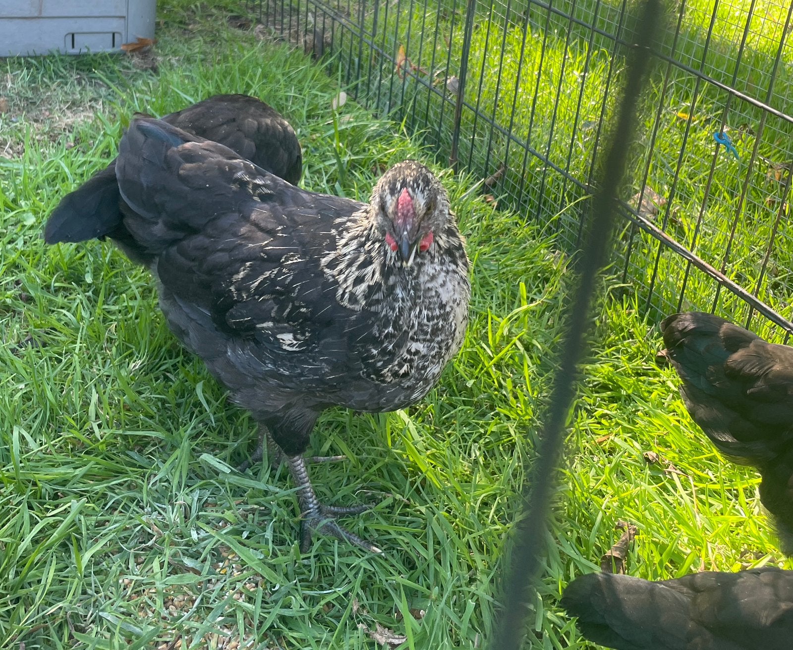 Jong haantje te geef (gratis), Mâle, Poule ou poulet