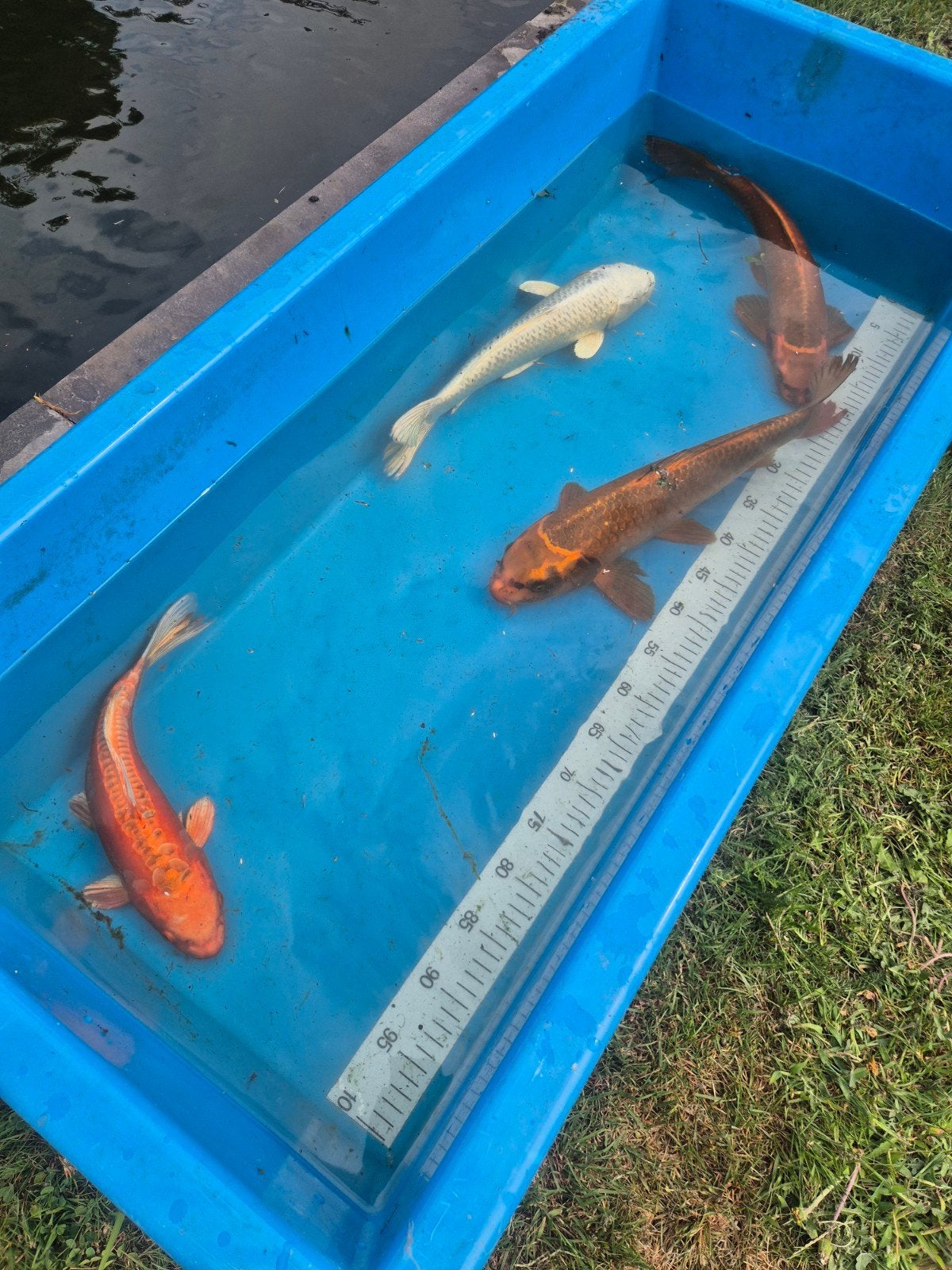 4 x koi, Dieren en Toebehoren, Vissen | Vijvervissen