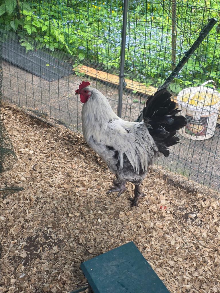 [À ADOPTER] Coq (Croisé Brahma / Poule naine