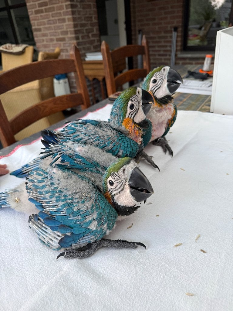 Super lieve handtamme ara, Meerdere dieren, Papegaai, Pratend