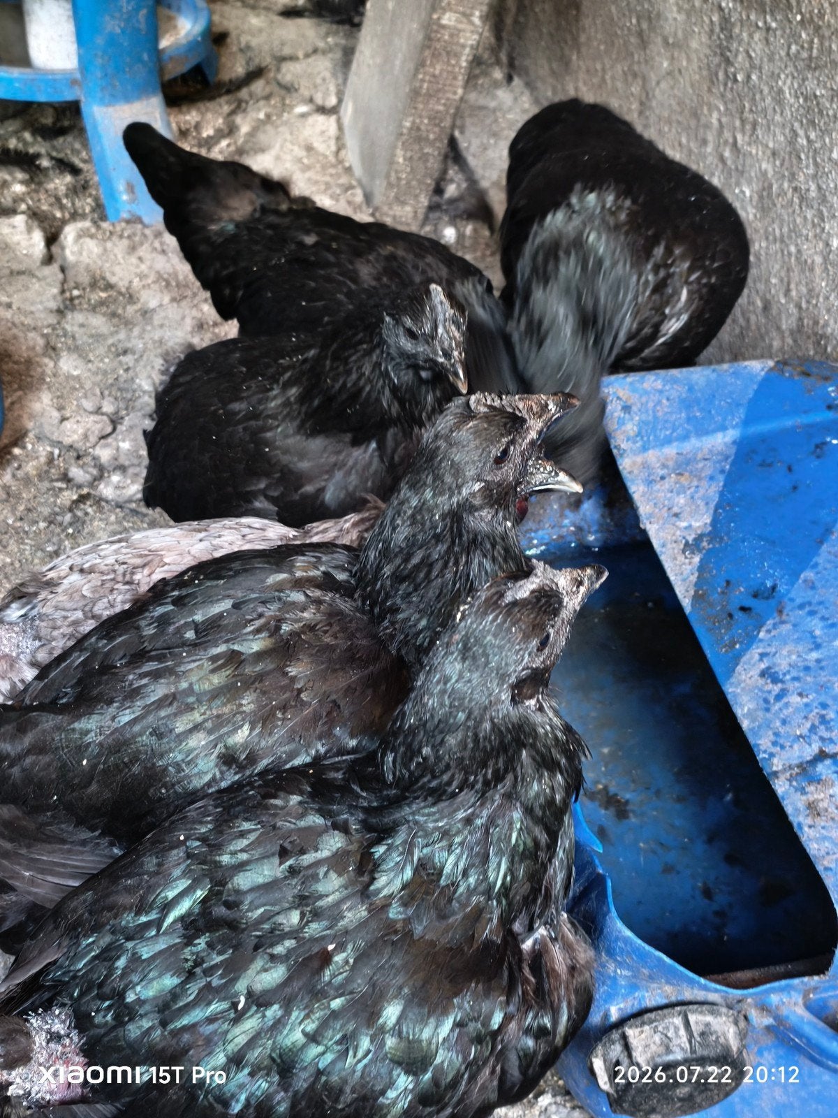 Ayam cemani hennen, Dieren en Toebehoren, Pluimvee