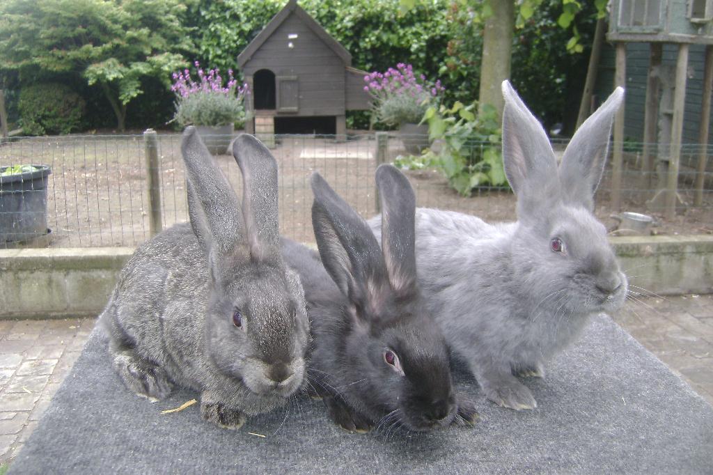 Vlaamse reus: 3 broertjes, Mâle, Grand