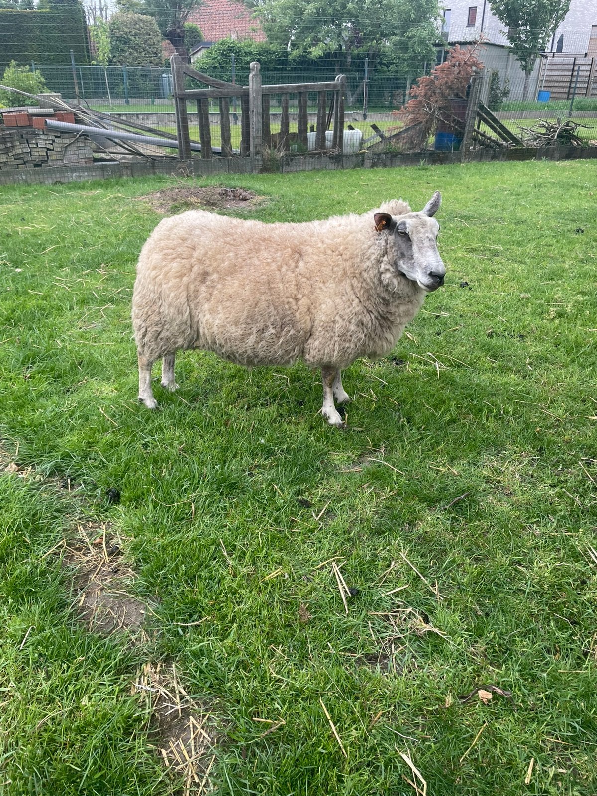 Ooi, Dieren en Toebehoren, Vrouwelijk, Schaap