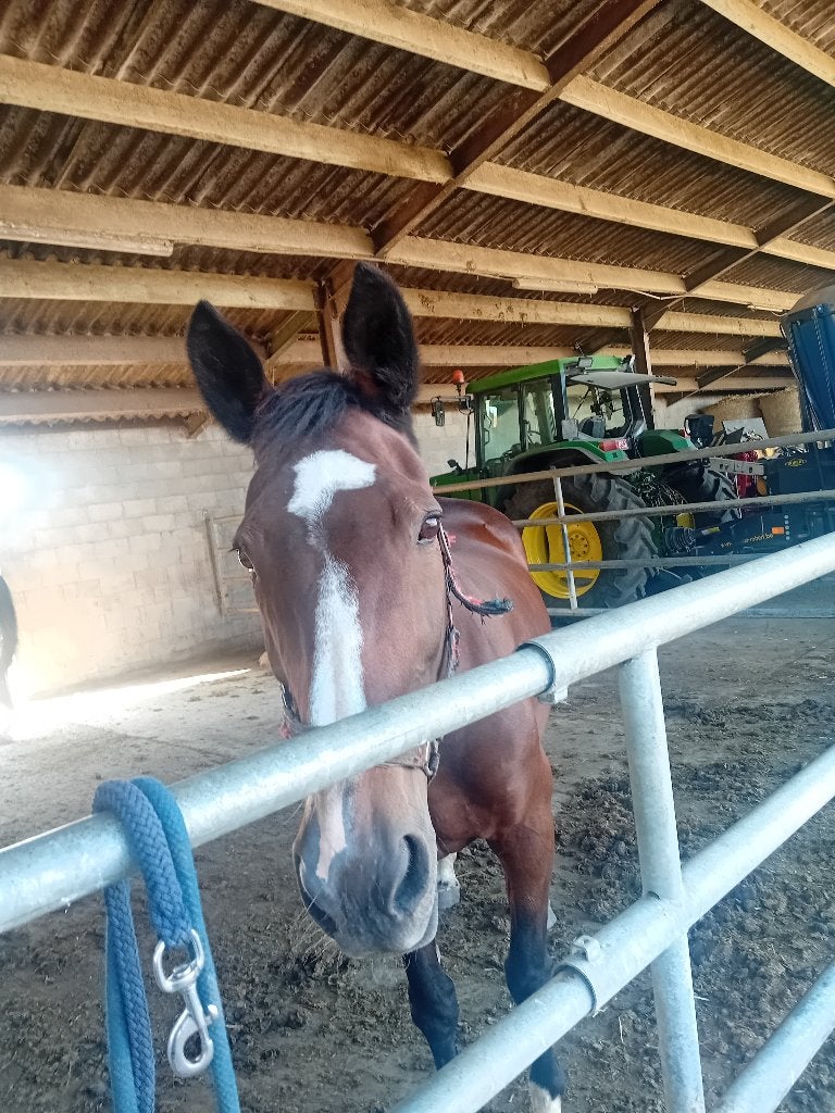 Meadow Buddy, Animaux & Accessoires, Chevaux, Avec pedigree, 11 ans ou plus, 160 à 165 cm, Ne s'applique pas