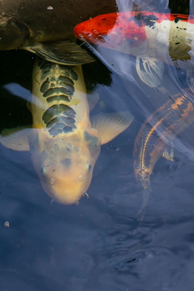 Europese koi's Te koop, Dieren en Toebehoren, Vissen | Vijvervissen, Karper of Koi
