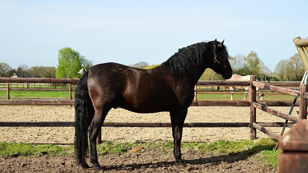Pre hengst met carta, Dieren en Toebehoren, Paarden, 175 cm of meer, Met stamboom, Dressuurpaard, 3 tot 6 jaar