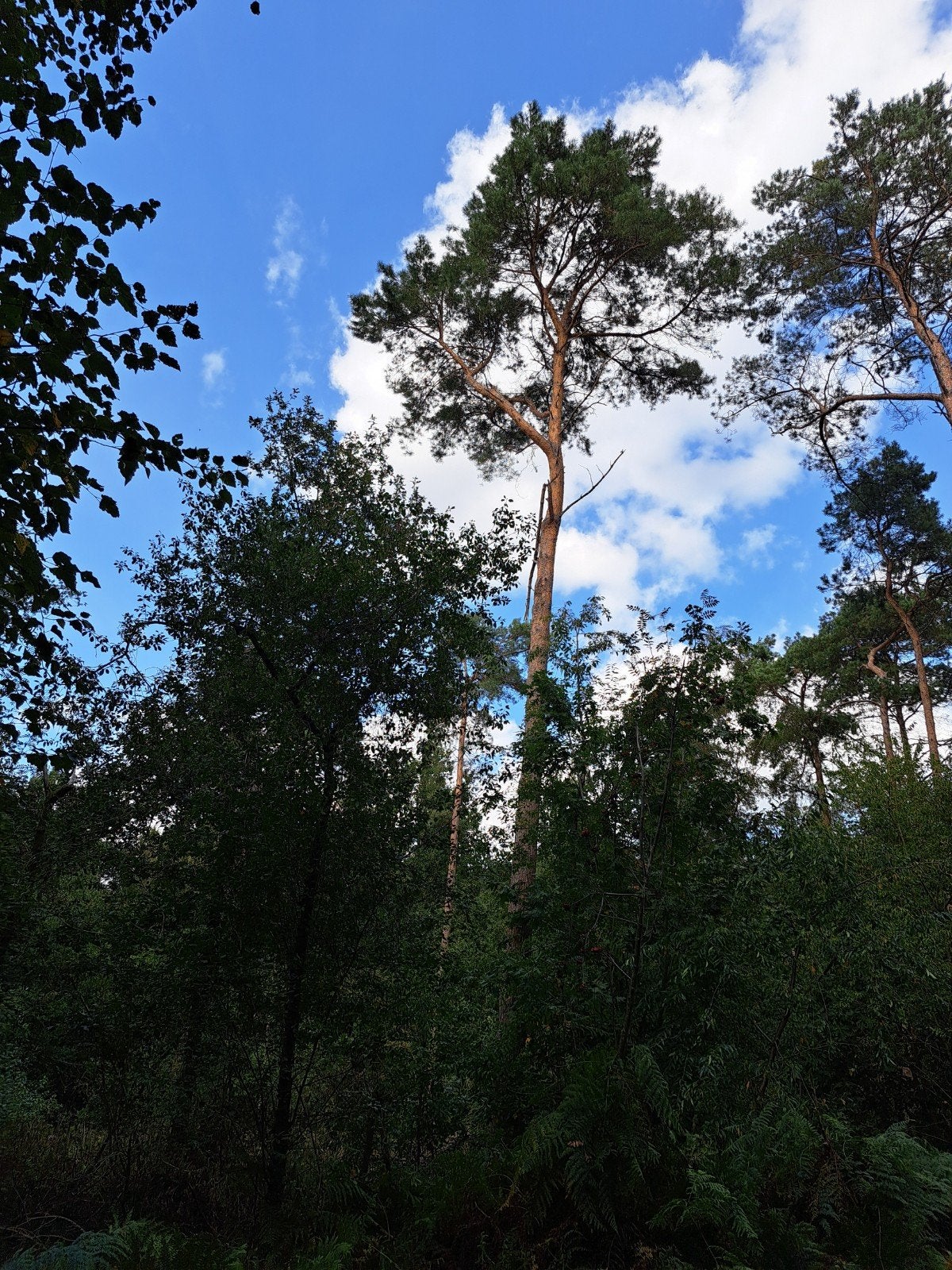 Bos te koop Vorselaar, 1500 m² ou plus