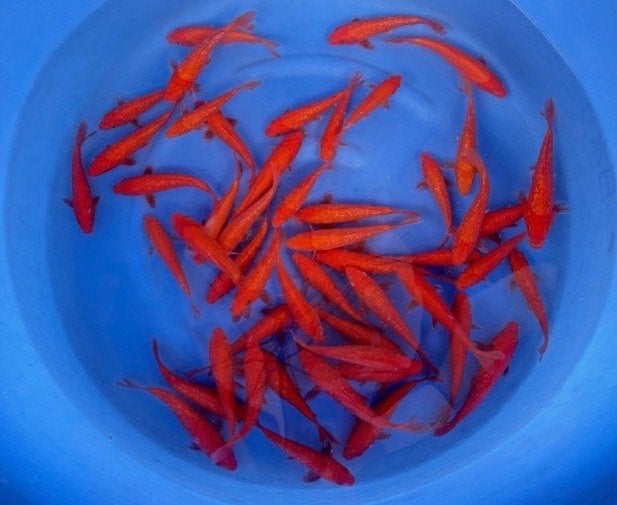 Tathesita Benigoi (ginrin en gewoon) 15-18cm., Dieren en Toebehoren, Vissen | Vijvervissen, Karper of Koi