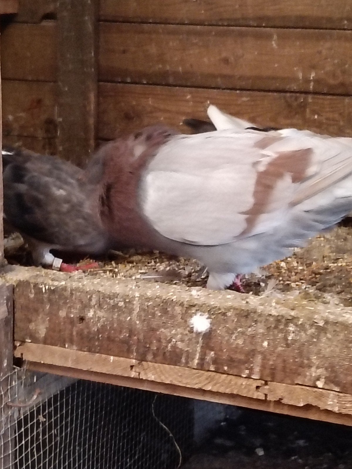 Jonge doffer., Dieren en Toebehoren, Mannelijk, Postduif