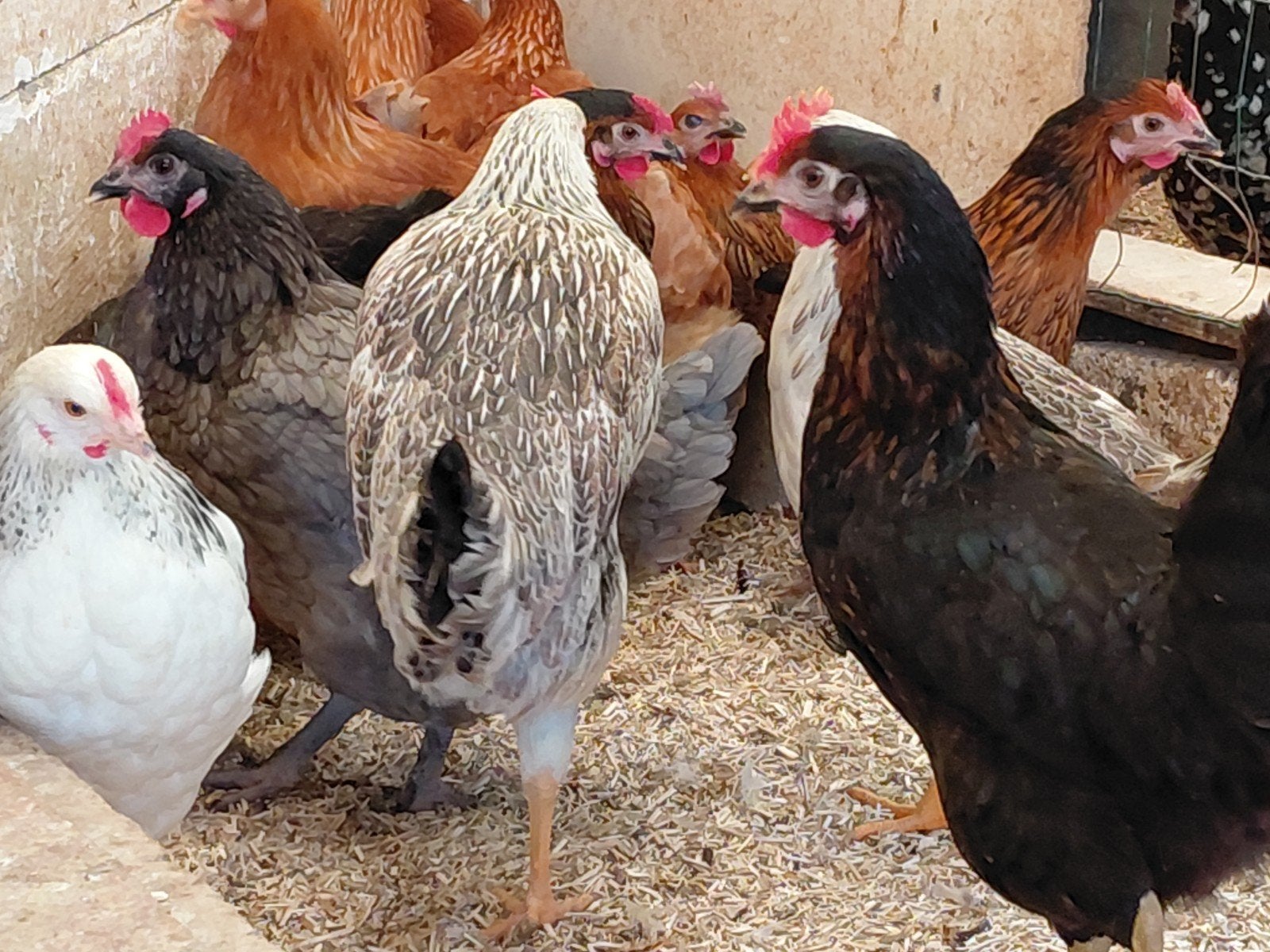 legkippen, Dieren en Toebehoren