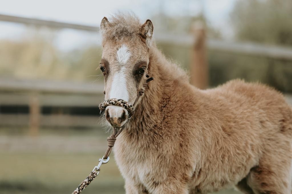 Amha/nmprs minipaard hengstenveulen te koop, Dieren en Toebehoren, Hengst