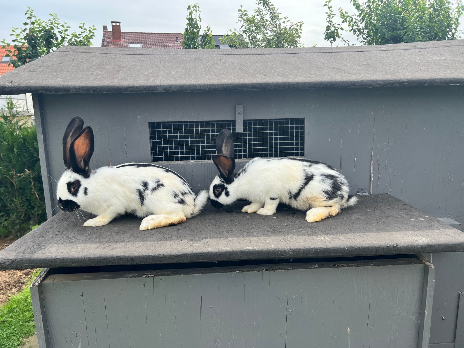 Papilon, Dieren en Toebehoren, Konijnen