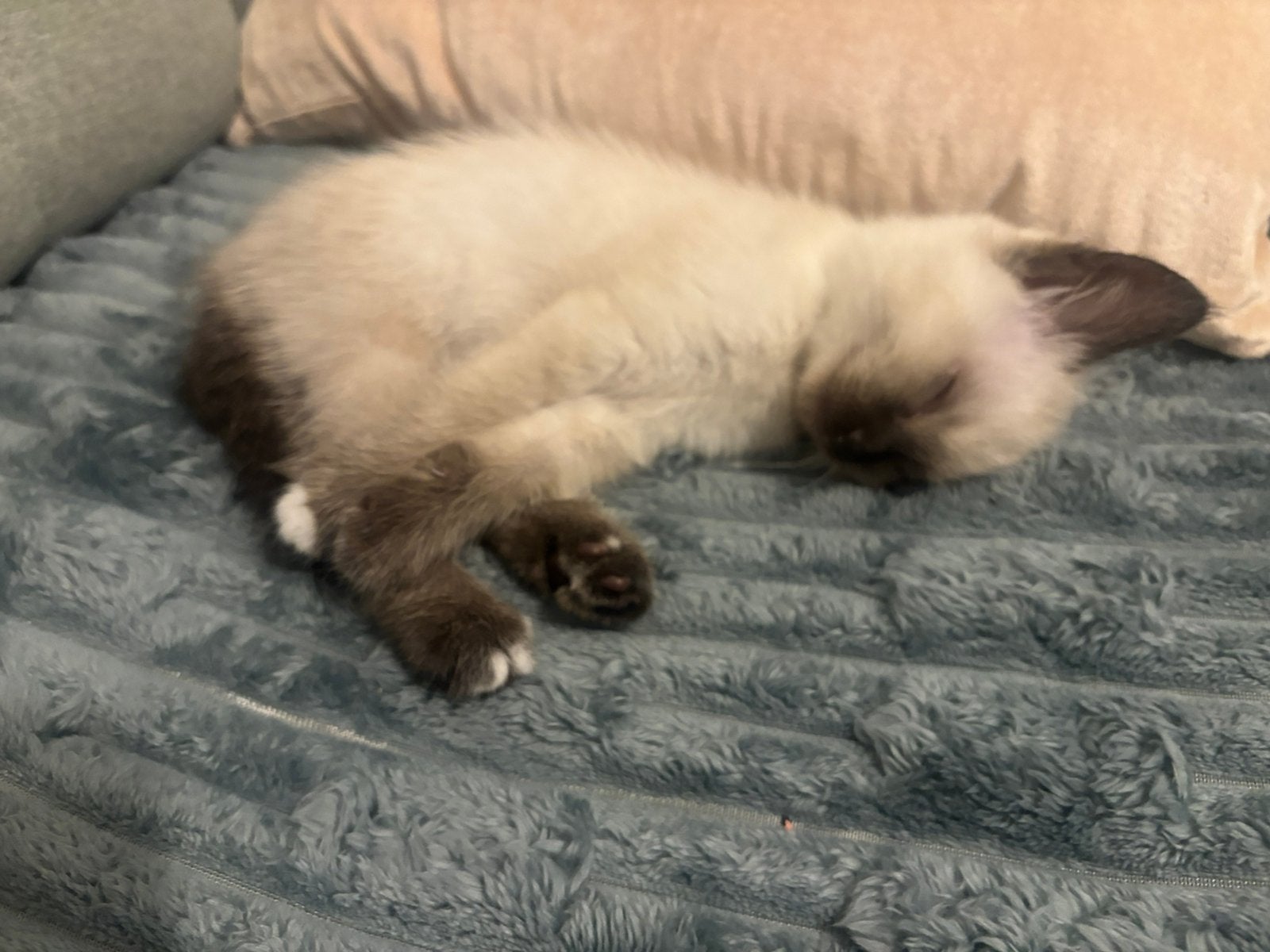 Siamees kitten, Dieren en Toebehoren, Kater, Met stamboom, 0 tot 2 jaar