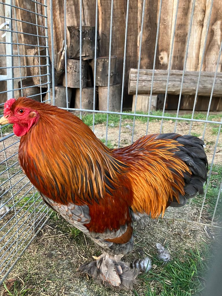 Coq Brahmacriel, perdrix bleue à plusieurs pattes, Animaux & Accessoires, Mâle, Poule ou poulet