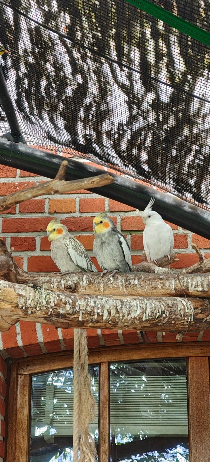 koppels Valkparkieten, Animaux & Accessoires, Plusieurs animaux, Oiseau tropical